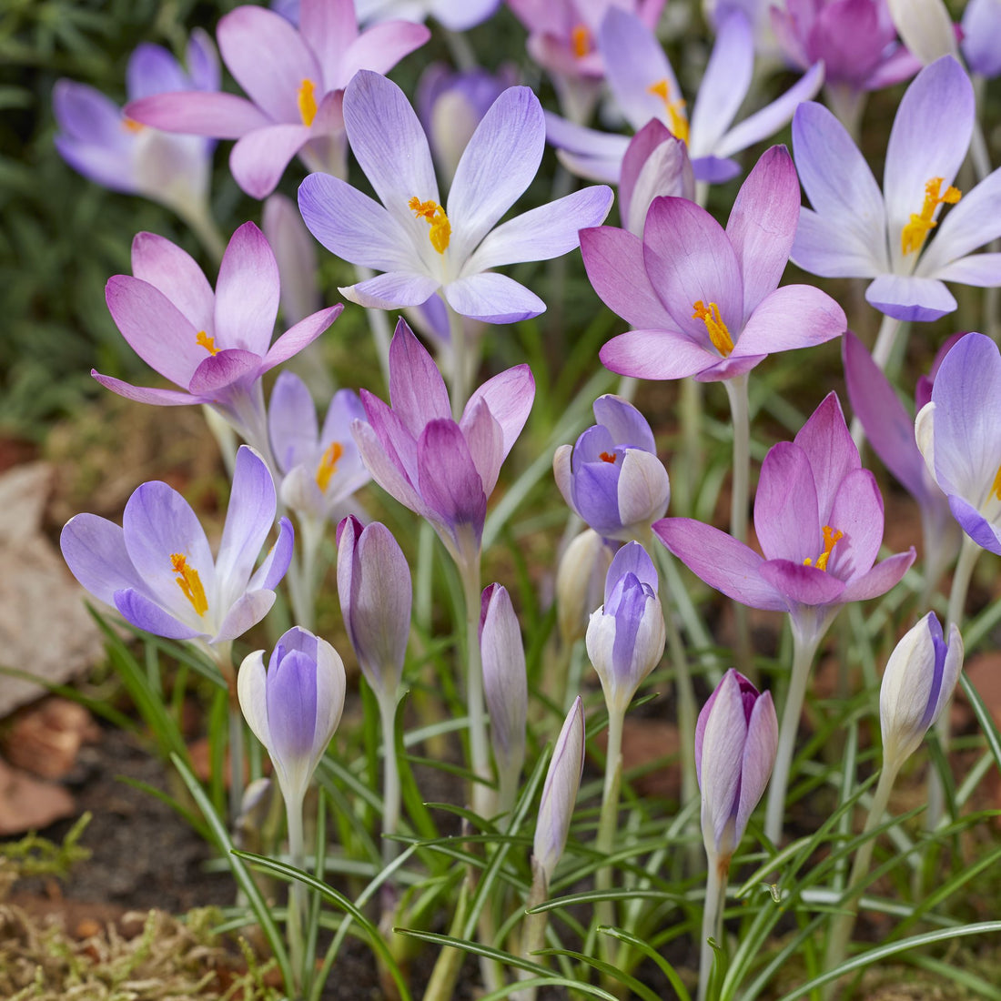 Krokus 'Roseus'