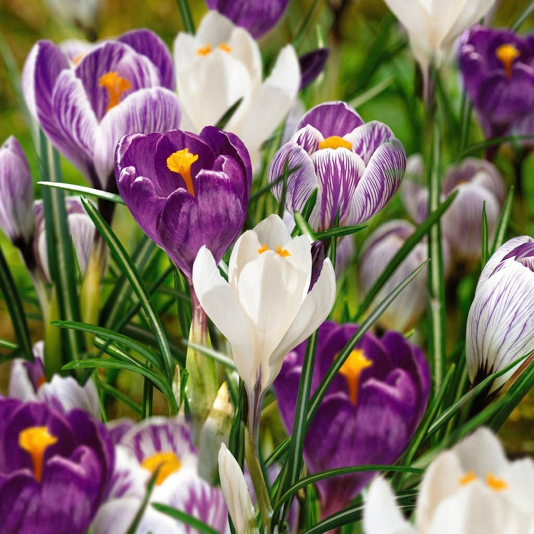 Krokusblanding 'Blue, White & Striped Mixed'