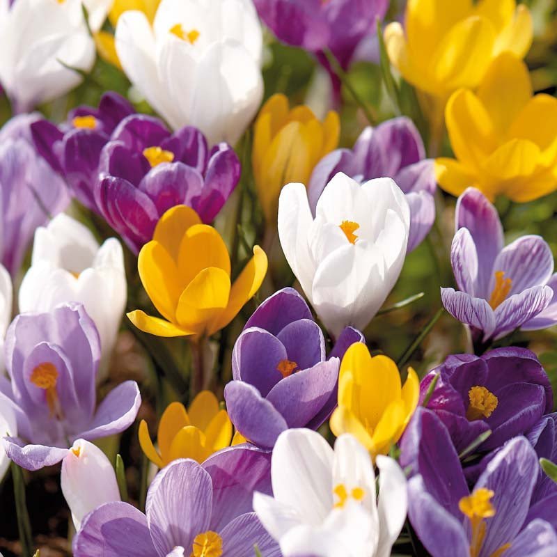 Krokusblanding 'Vernus Mixed'