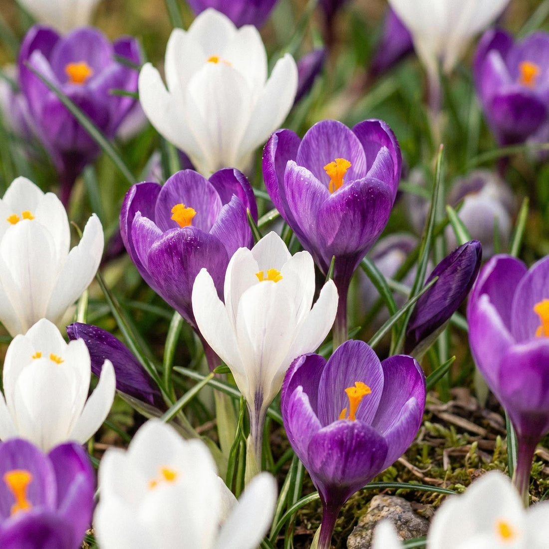 Krokusblanding 'White & Purple Mixed'
