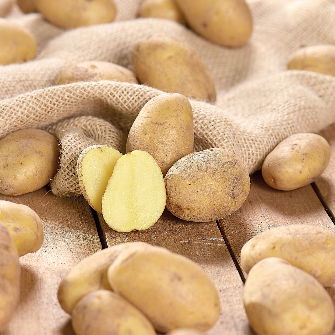 Læggekartofler 'Nicola'