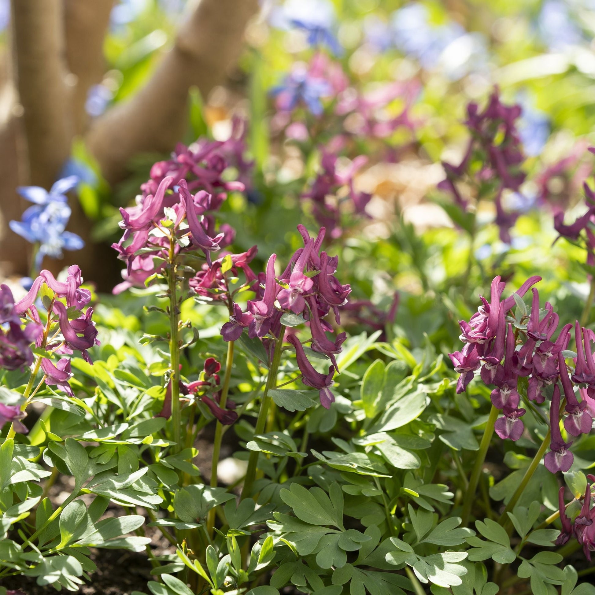 Lærkespore, Corydalis 'Purple Bird'