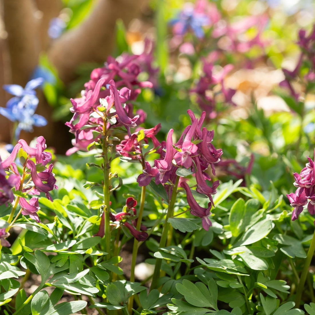Lærkespore, Corydalis 'Purple Bird'