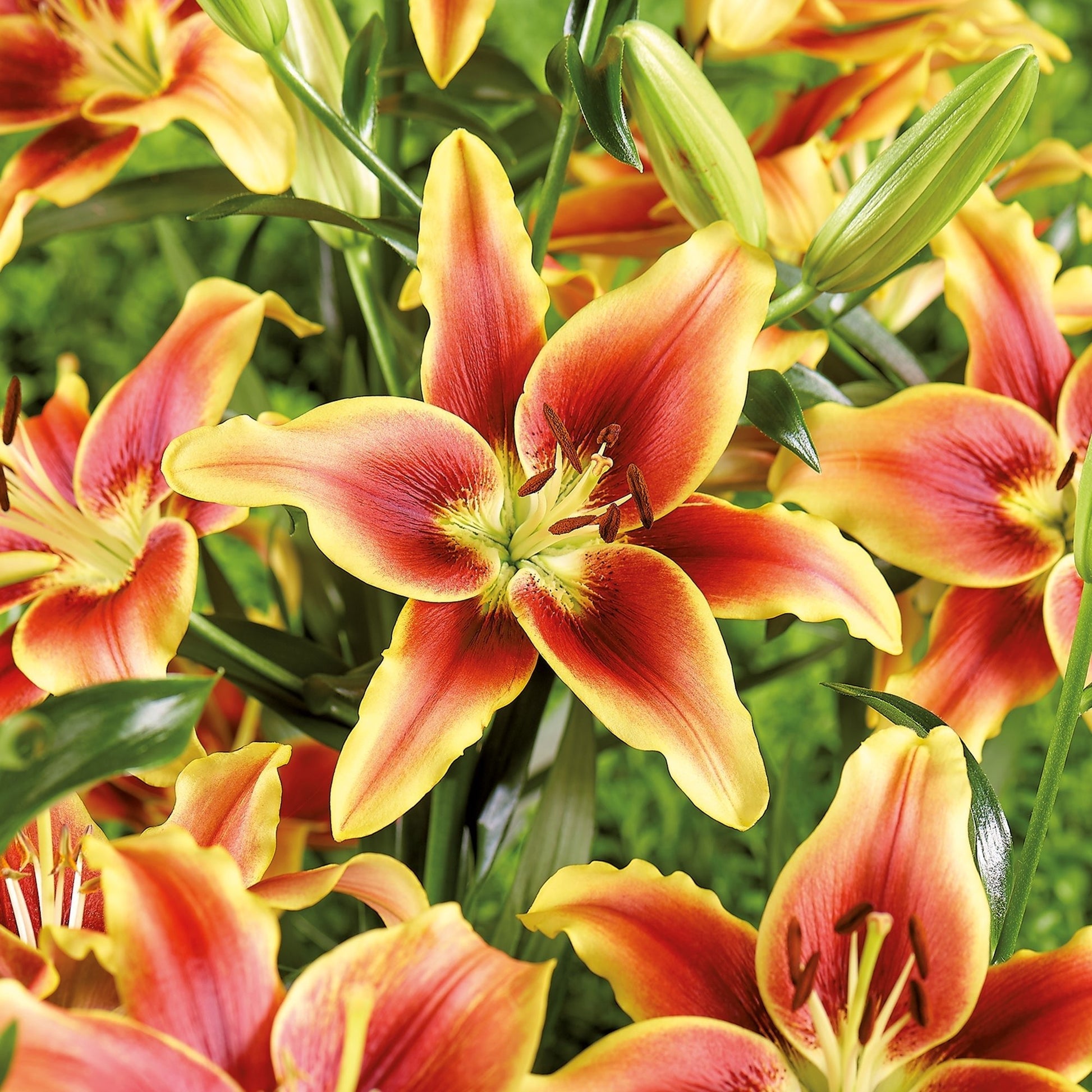 Lilje 'Avalon Sunset'
