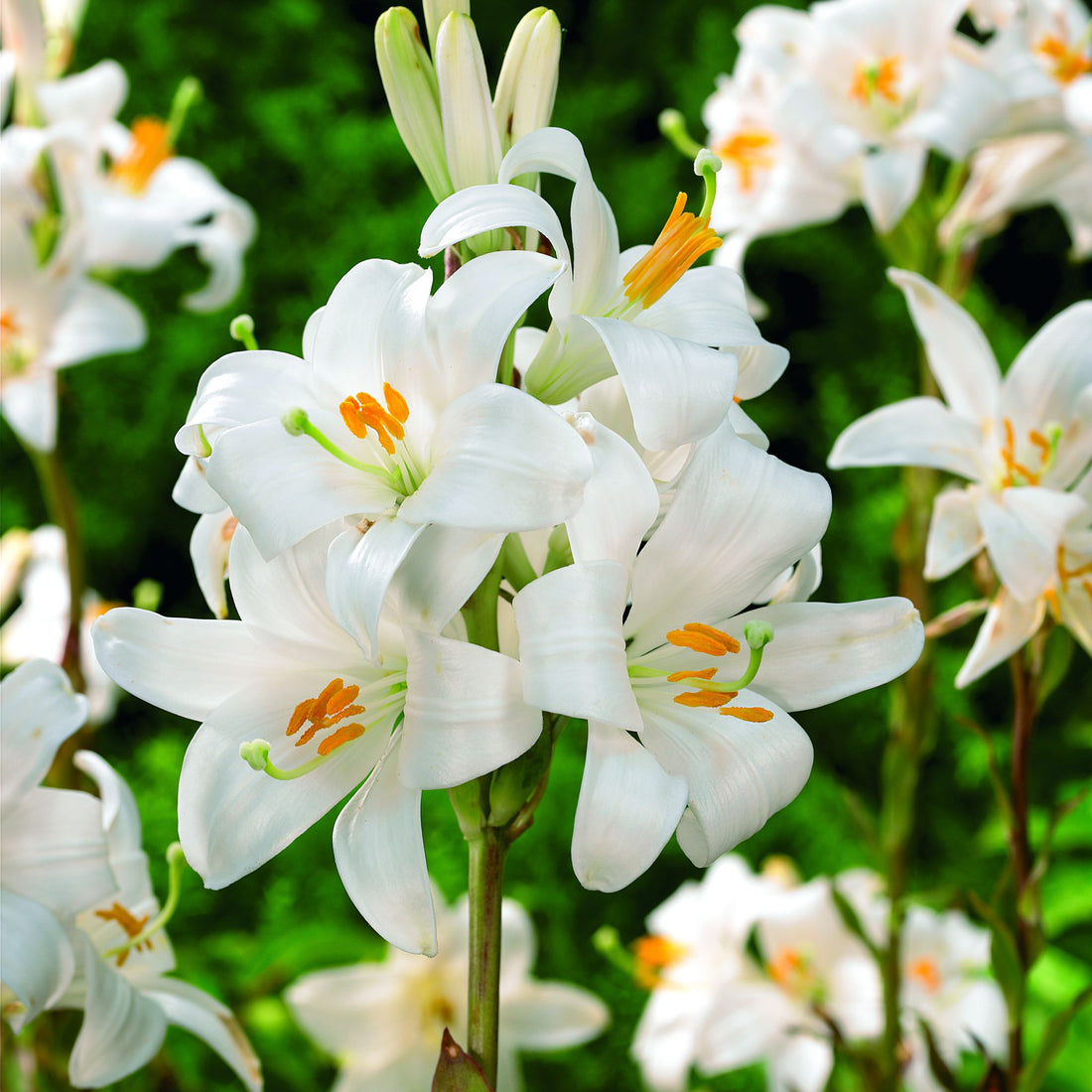 Lilje 'Candidum'