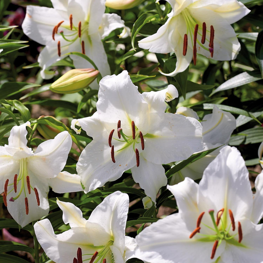 Lilje 'Casablanca'