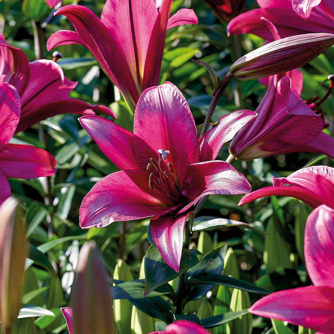 Lilje 'Purple Prince'