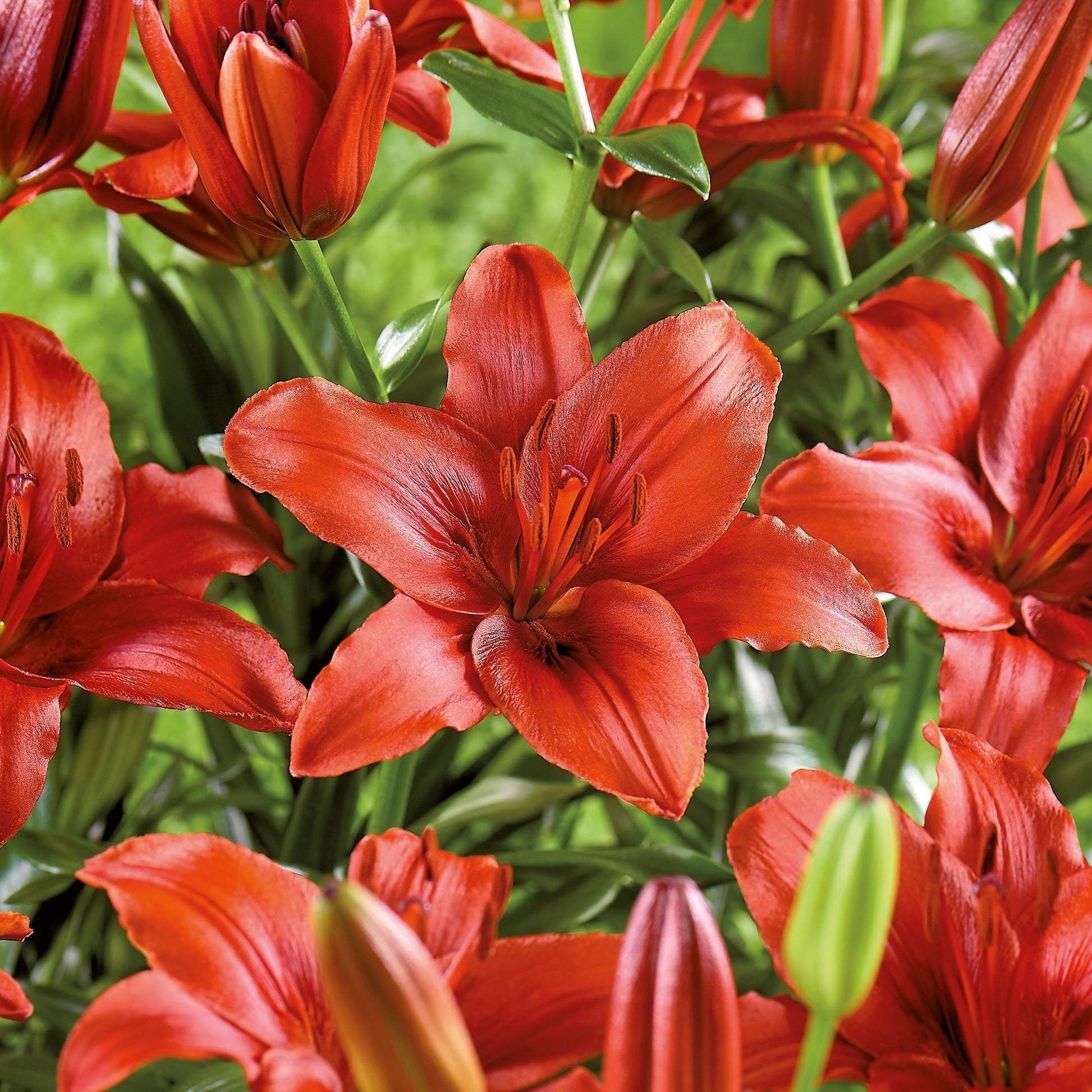 Lilje 'Red Highland'