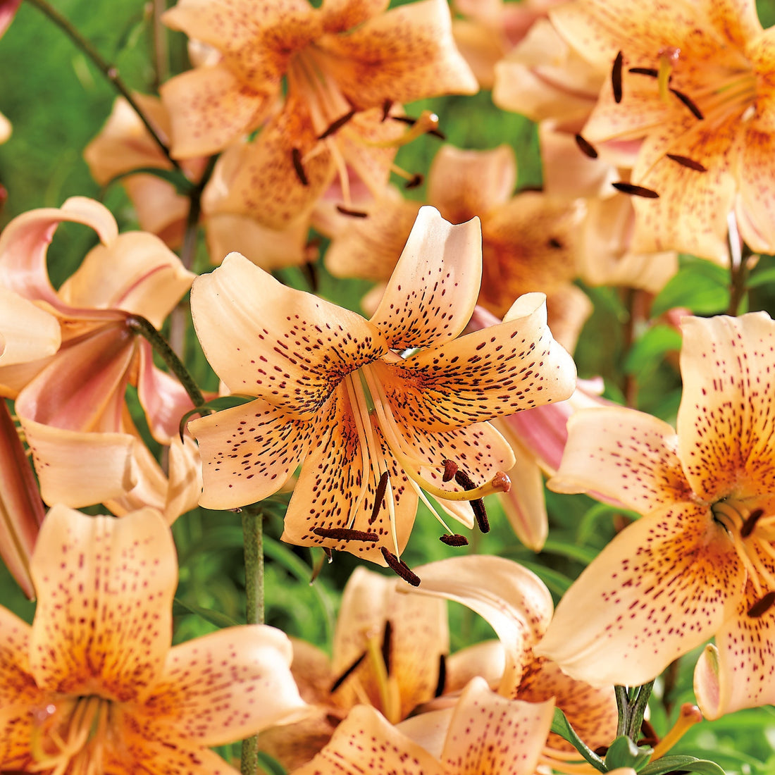 Lilje 'Tiger Babies'