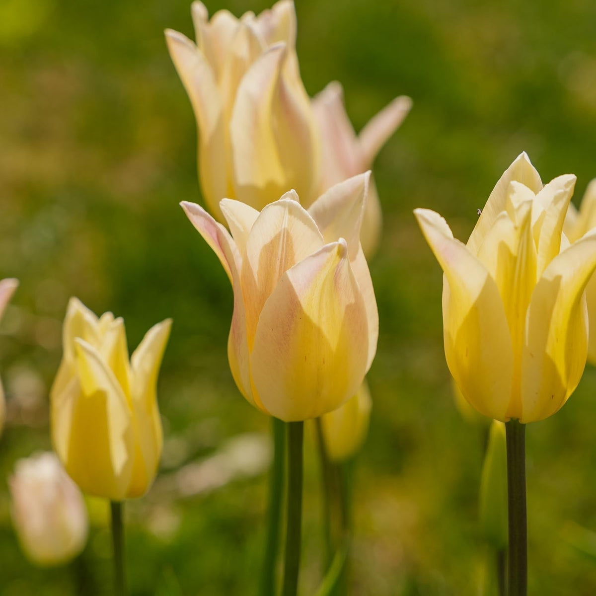 Løglasagne 'Amber Wave'