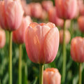 Løglasagne 'Amberley'