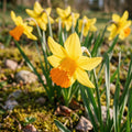 Løglasagne 'Amberley'