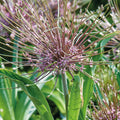 Løglasagne 'Amberley'