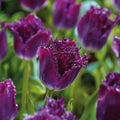 Løglasagne 'Amethyst Frill'