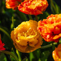 Løglasagne 'Apricot Glow'