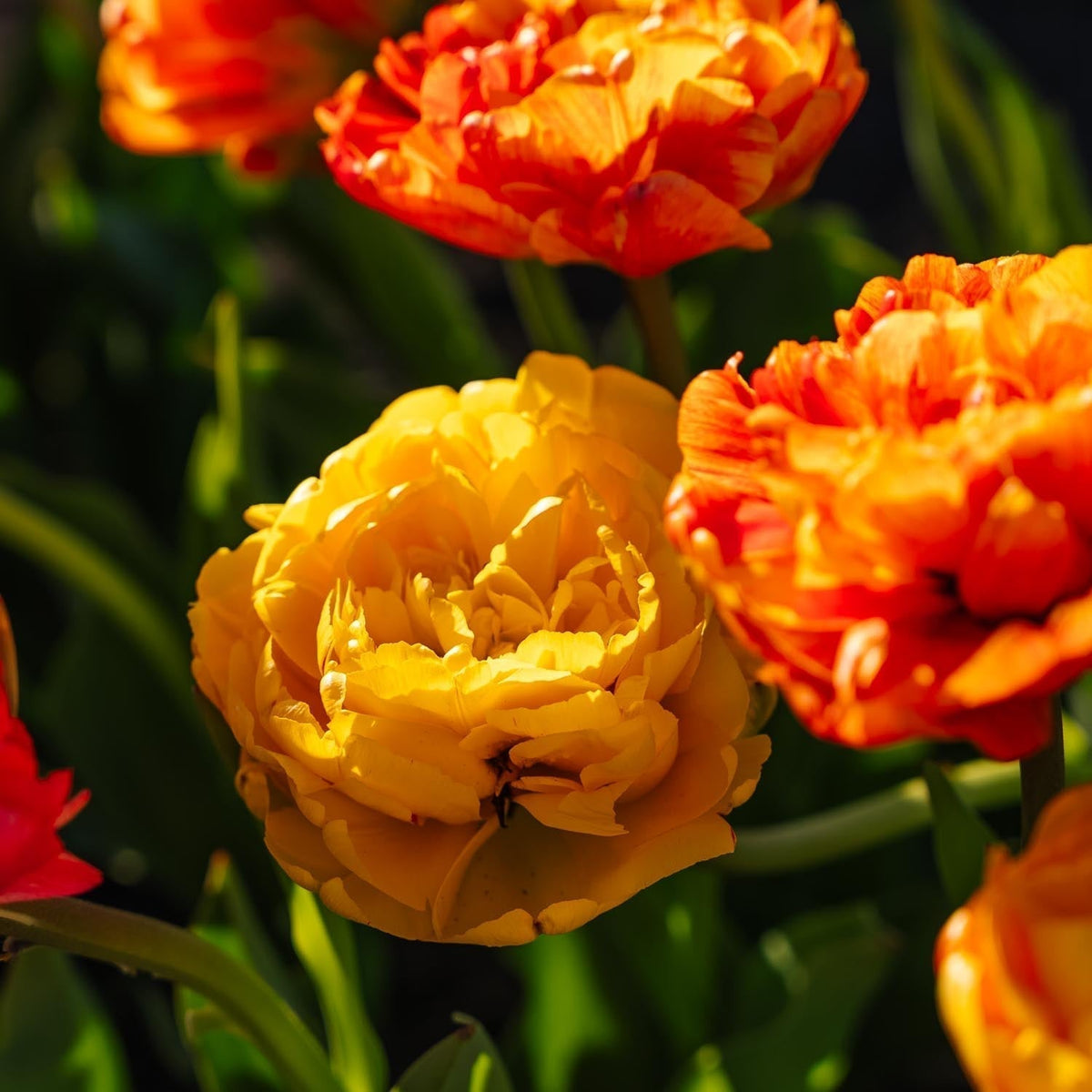 Løglasagne 'Apricot Glow'