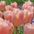 Løglasagne 'Apricot Glow'