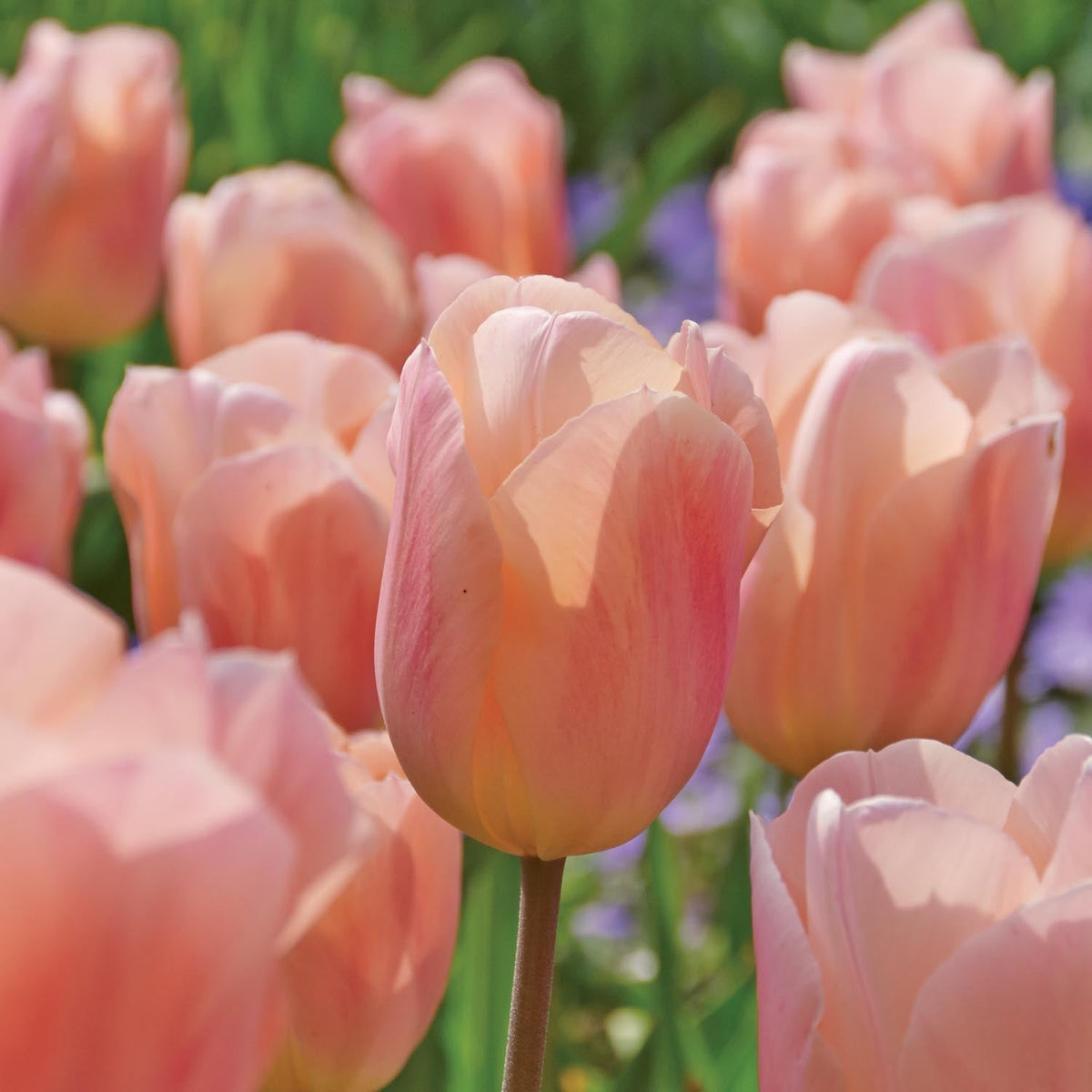 Løglasagne 'Apricot Glow'