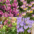 Løglasagne 'Ballerina Garden'