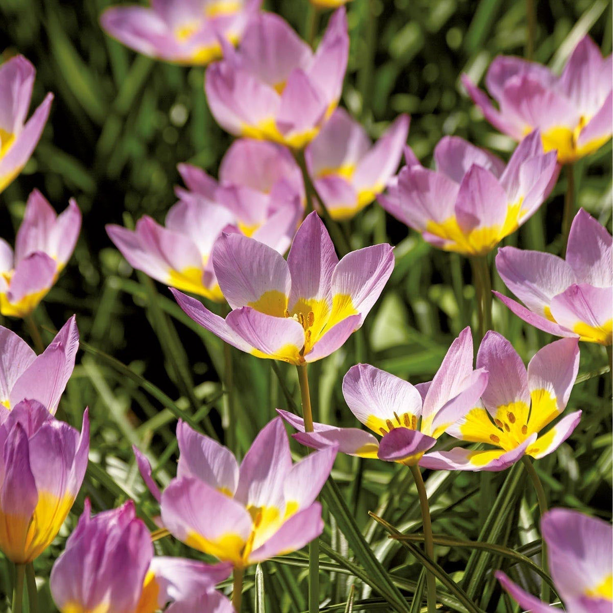 Løglasagne 'Ballerina Garden'