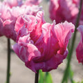 Løglasagne 'Berry Crush'