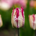 Løglasagne 'Bishop's Garden'