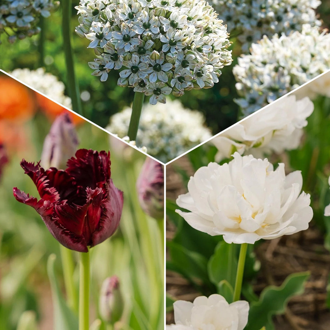 Løglasagne 'Black & White Elegance'