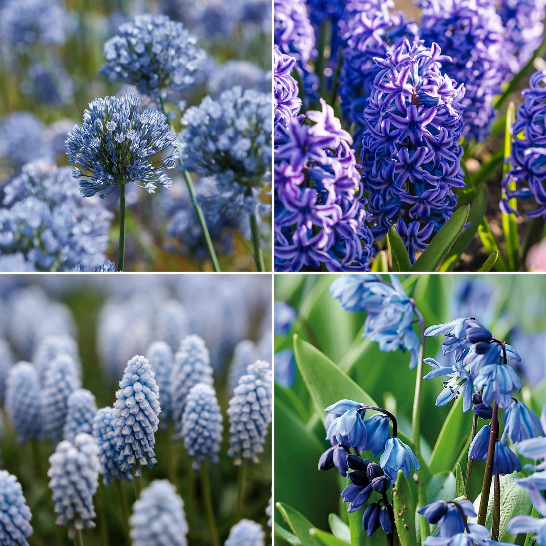 Løglasagne 'Bluebell Wood'