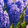 Løglasagne 'Bluebell Wood'