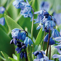 Løglasagne 'Bluebell Wood'