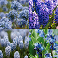 Løglasagne 'Bluebell Wood'