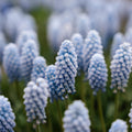 Løglasagne 'Bluebell Wood'