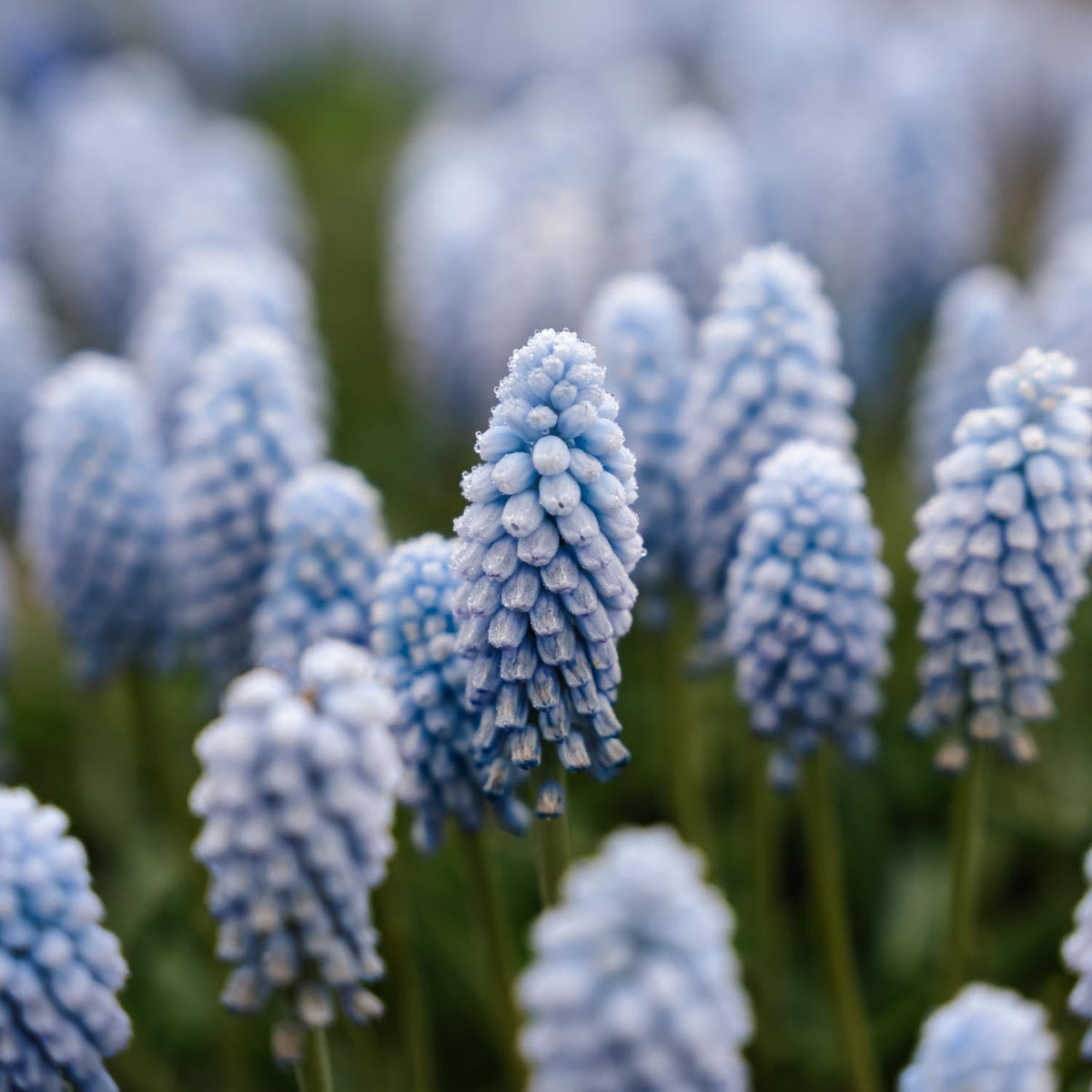 Løglasagne 'Bluebell Wood'