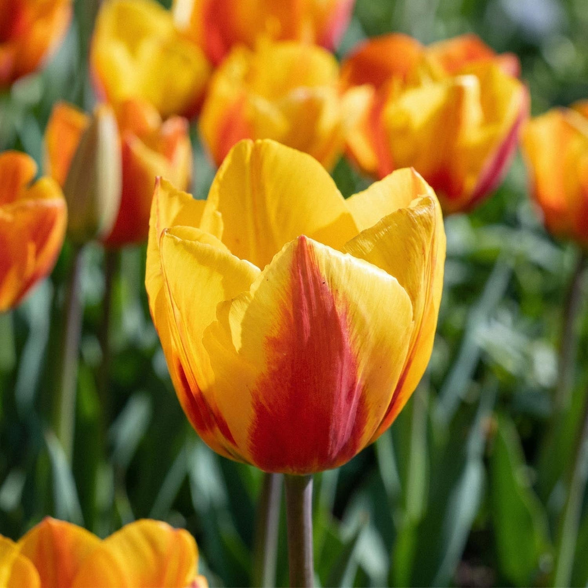 Løglasagne 'Bronze Whisper'