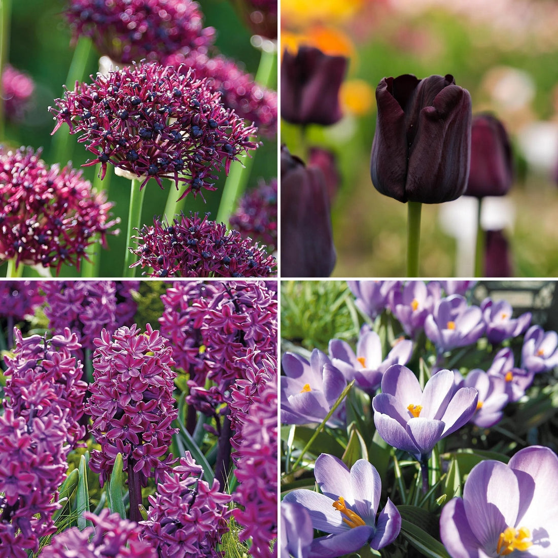 Løglasagne 'Burgundy'