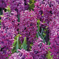 Løglasagne 'Burgundy'