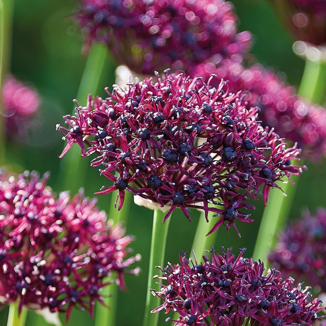 Løglasagne 'Burgundy'