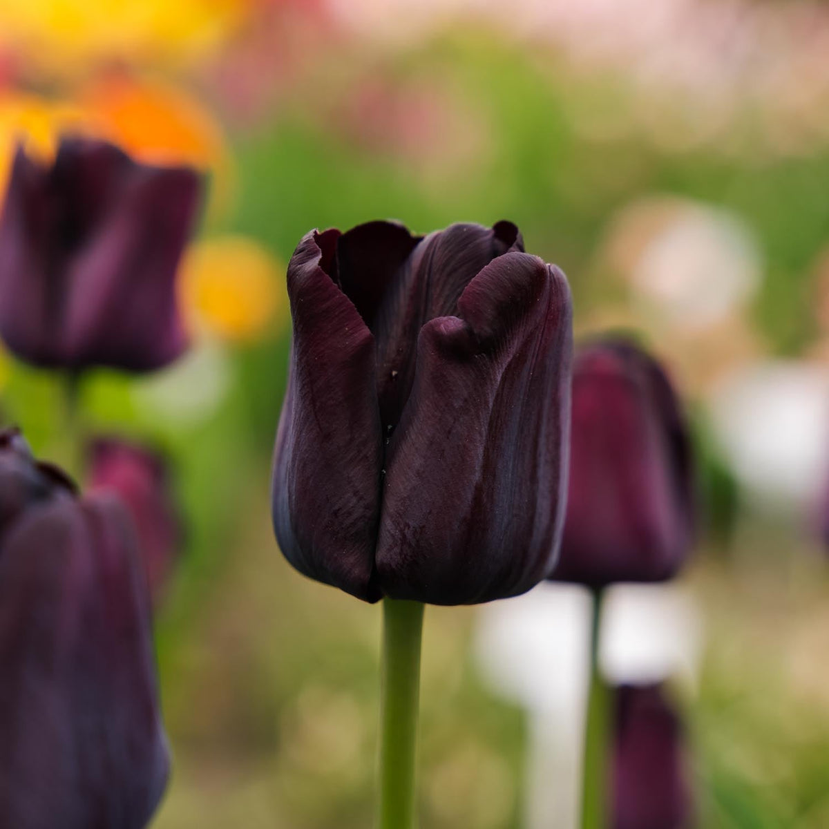 Løglasagne 'Burgundy'