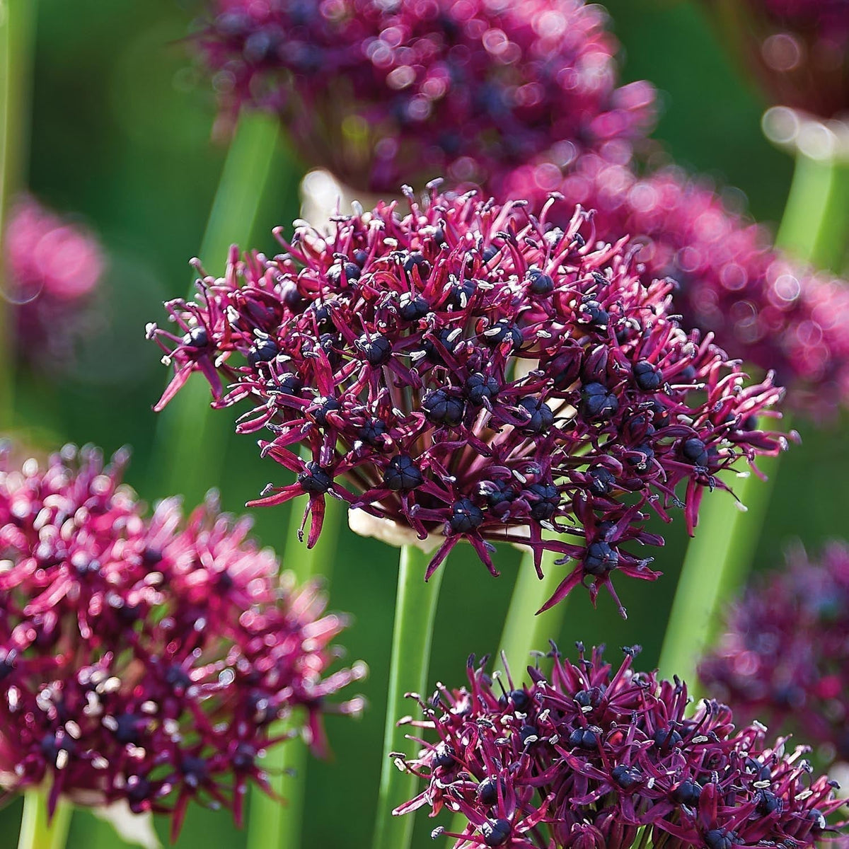 Løglasagne 'Burgundy'
