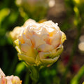 Løglasagne 'Canary Wharf Garden'
