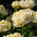 Løglasagne 'Chalk Garden'