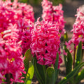 Løglasagne 'Cherry Blossom'