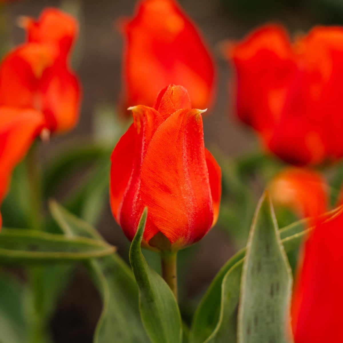 Løglasagne 'Clementine Grove'