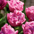 Løglasagne 'Confetti Garden'