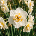 Løglasagne 'Copper Cream'