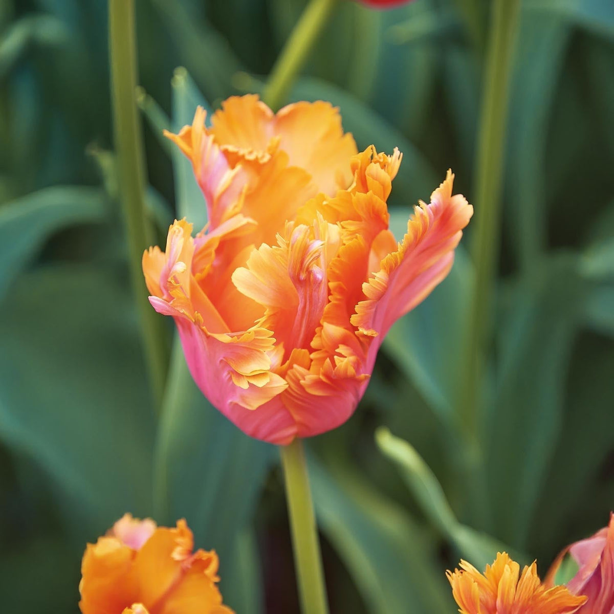 Løglasagne 'Copper Cream'