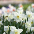 Løglasagne 'Copper Cream'