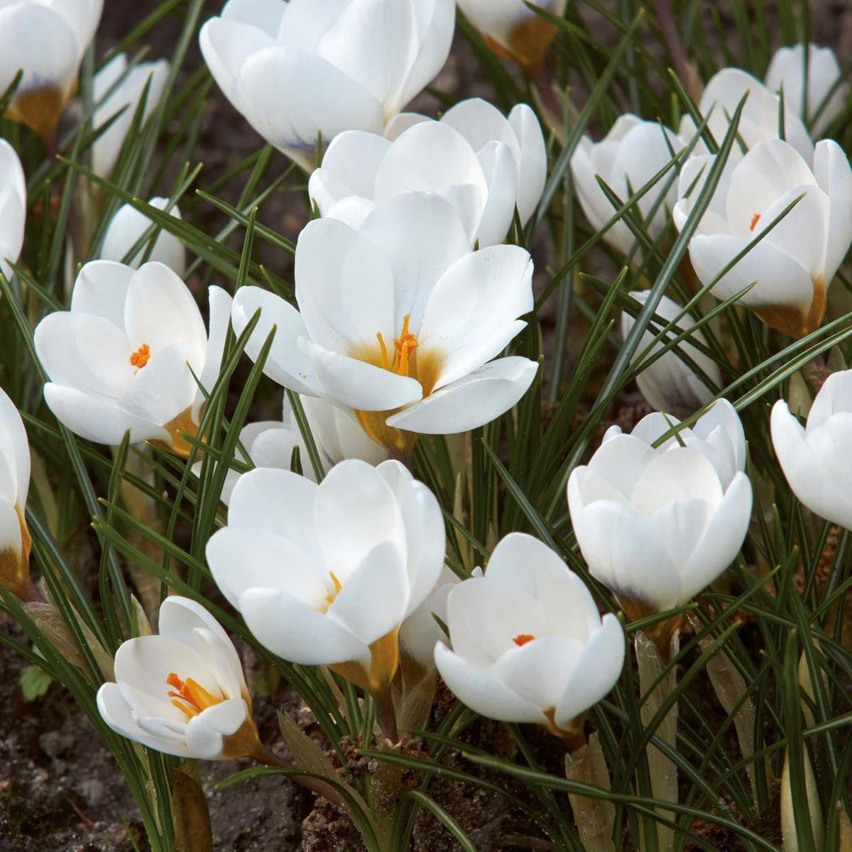 Løglasagne 'Copper Cream'