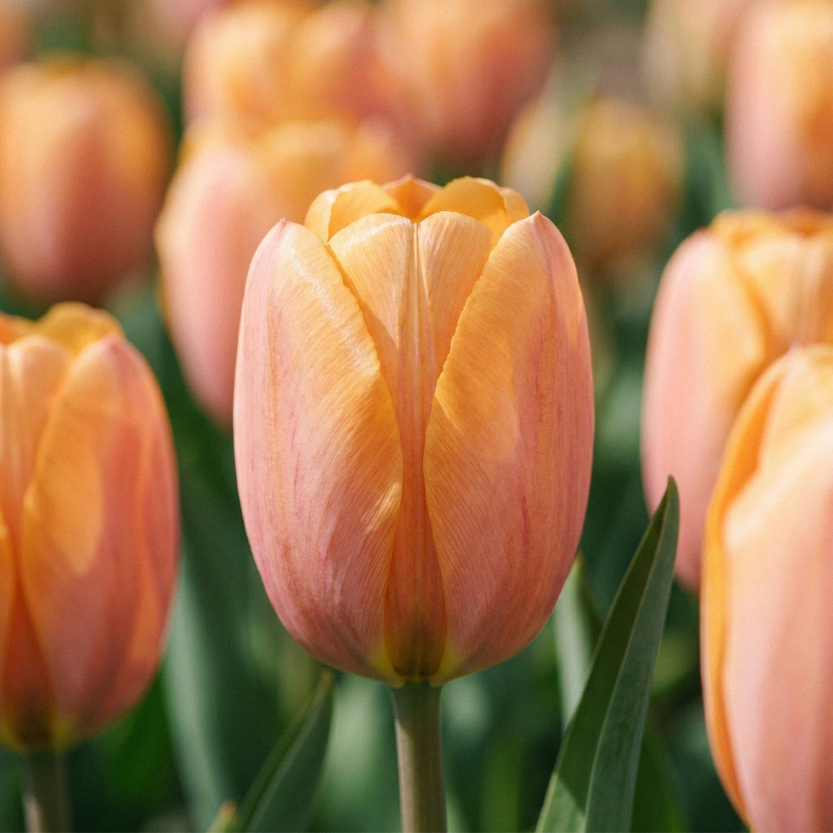 Løglasagne 'Copper Ember'
