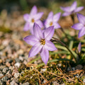 Løglasagne 'Coral Parade'